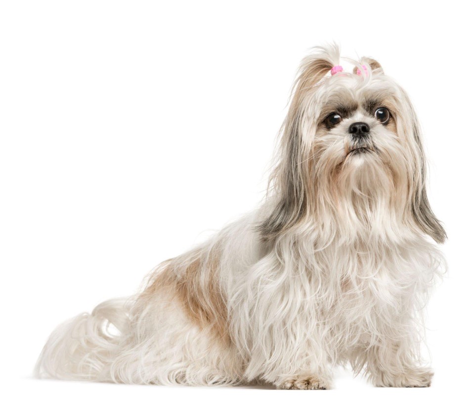 10 Best Hypoallergenic Dog Breeds of 2023 – (Also Cute) 5 Shih Tzu